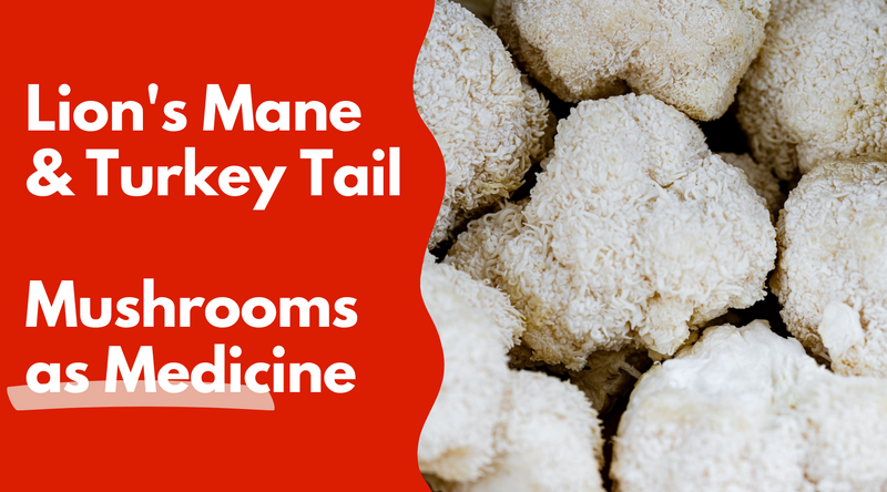 Unlocking the Power of Medicinal Mushrooms: Lion's Mane and Turkey Tail